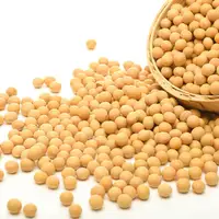Großhandel Bio Hochwertige Sojabohnen NON GMO Sojabohne Erhältlich zu günstigen Preisen Hochwertige Sojabohnen