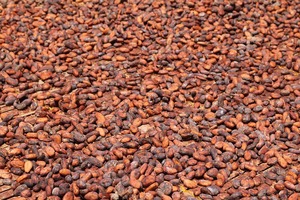 Granos de Cacao Alemanes de Marca Propia de Alta Calidad, 100% Naturales, 2 Años de Vida Útil, Almacenamiento en Frío y Seco, Disponibles para la Venta - Product Image 6