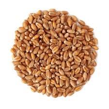 Mejor Precio de Mercado, Grano de Trigo Integral a Granel, 100% Puro, Nutritivo, Alta Calidad, Calidad de Exportación, Certificado FSSAI/ISO/HACCP, Sunari - Product Image 3