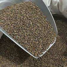 Semilla perilla - Product Image 3