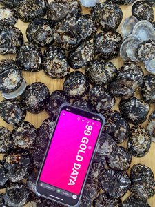 เปลือกหอยธรรมชาติขายส่ง | เปลือกหอยที่สวยงาม limpet | ผู้จัดจำหน่ายที่เลี้ยงลูกด้วยนมแม่ - Product Image 6