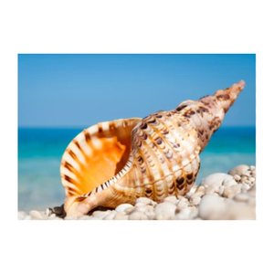 Abastecimiento sostenible de Triton y Conch Shells de tamaño personalizado: Triton y Conch Shells - Product Image 1