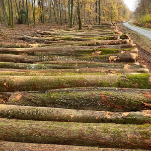 ไม้ซุง/ไม้ซุง/ไม้แอช/ไม้มะเกลือไม้บีชไม้แปรรูปไม้เบิร์ชไม้ซุงไม้สักทรงกลมบันทึกไม้สัก - Product Image 1