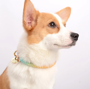 Rainbow Cotton Rope Leather <b>Dog</b> Collar <b>Leash</b> Accessory Customized Colored Cotton Rope Handmade <b>Dog</b> <b>Leash</b> Pet <b>Leash</b> - Product Image 2