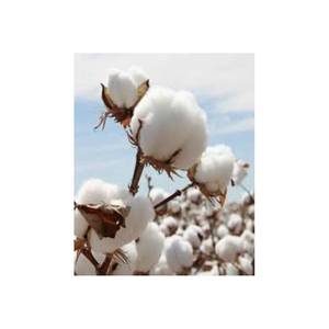 100% <b>Raw</b> <b>Cotton</b> Bales Premium Compressed Fiber For Textile Use At Wholesale Price - Product Image 6