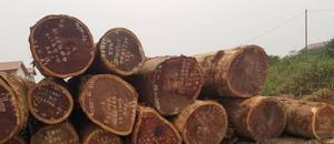 Swietenia spp ที่หลากหลายเป็นพิเศษท่อนไม้มะฮอกกานีส่งออกคุณภาพ10คุณสมบัติที่น่าสนใจ - Product Image 4