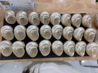 Coquillages de cauris blancs, coquillages de cauris œuf pour la décoration intérieure DIY, technique de polissage