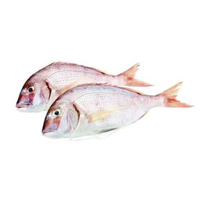 Poisson snapper blanc congelé à prix avantageux, achat en gros, exportateur de fruits de mer - Product Image 1