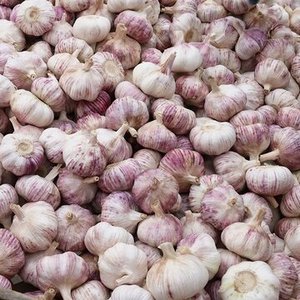 กระเทียมสดสีขาวบริสุทธิ์/สีแดงสด คุณภาพดี ผิวสะอาด ไม่มีสารตกค้าง ได้มาตรฐานการส่งออก จำหน่าย - Product Image 4