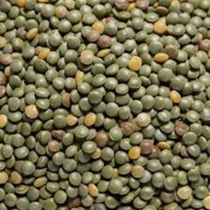 Best Grade Dried Canadian Green Lentils at Farm Price - Product Image 3