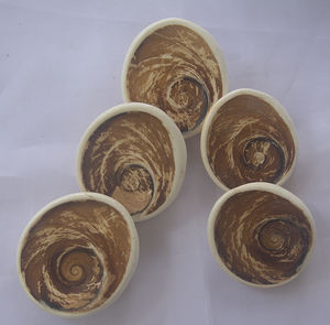 Coquille d'overcolum espèce turbo BIJOUX DE COQUILLE Petits types coquillage coquille mobile casque naturel porte overcolum - Product Image 5