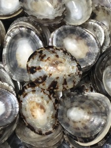 100% vibraciones de concha de Lapa natural para cada ocasión: conchas naturales de Vietnam, perfectas para una decoración de fiesta fácil e ideas de regalos elegantes - Product Image 6