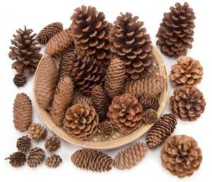 Cổ điển hình cây thông nón trong số lượng lớn cho mùa thu/Mùa Đông Giáng sinh đồ trang trí tự nhiên tái sử dụng thân thiện với môi bát chất độn - Product Image 6