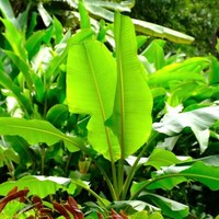 FEUILLE DE BANANE FRAIS, FEUILLES DE BANANE VERTES DE L'INDE