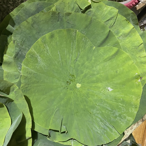 Feuilles de lotus fraîches de qualité supérieure pour l'emballage alimentaire naturel, provenant d'un fournisseur agricole vietnamien de confiance - Product Image 2