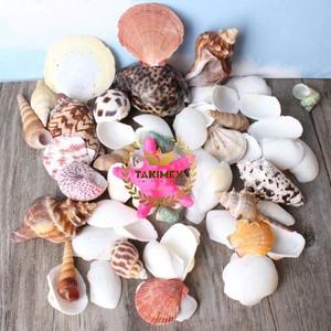 Coquillages naturels colorés assortis collection de coquillages décor thème plage - Product Image 5