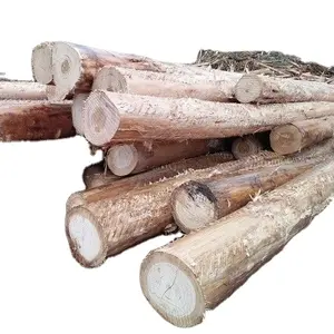 HEISSER VERKAUF EUCALYPTUS RUNDE LOGS FRISCHER SCHNITT HOLZ/EUCALYPTUS HOLZ VERFÜGBAR ZU VERKAUFEN