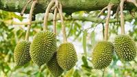 Verse Premie Durian Fruit Van Vdelta Exporteur Viet Nam