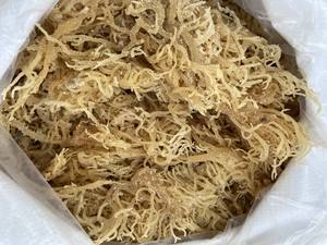 Algues séchées de qualité supérieure Cottonii - Eucheuma Cottonii Algues séchées-Algues cottonii - Product Image 6