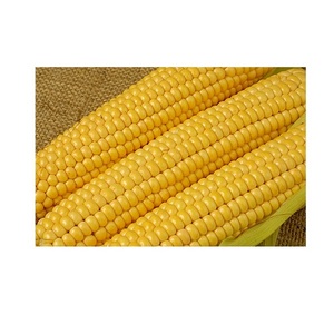 ซื้อข้าวโพดสีเหลืองจำนวนมากในราคาที่เหมาะสมสำหรับการสั่งซื้อสินค้าขนาดใหญ่และความต้องการด้านการผลิตอาหารของอุตสาหกรรม - Product Image 6