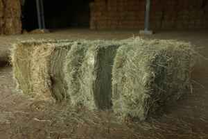 ก้อนหญ้าแห้ง Rhodes แบบประหยัดถุงธัญพืชอุดมไปด้วยโปรตีนสำหรับเลี้ยงหมูวัวม้าแพะ - Product Image 2