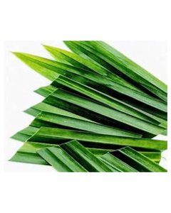 HOJAS DE PANDAN PURAS SECAS PARA APOYO INMUNE DE SABOR NATURAL E INGREDIENTES BOTÁNICOS DE ETIQUETA LIMPIA - Product Image 1