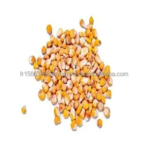 Harga grosir jagung kuning Premium kualitas ekspor jagung kuning kering untuk dijual