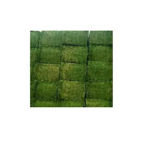 Wholesale Supplier Of Natural Fresh Alfalfa Hay Grass Online