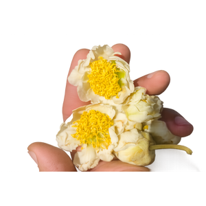 Pollen de kiwi d'Italie, pureté 99%, haute germination, pollinisation artificielle, 1gr, durée de conservation de 3 ans, disponible sur demande - Product Image 2