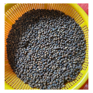 PAPAYA ES PERFECTA PARA condimentar, EXTRACCIÓN DE ACEITE // PROVEEDOR VIETNAMÉS EXPORTACIÓN GRAN CANTIDAD - Product Image 5