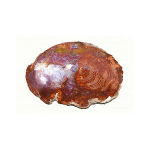 Bois pétrifié de haute qualité disponible au prix d'usine pour les acheteurs en gros - Product Image 1