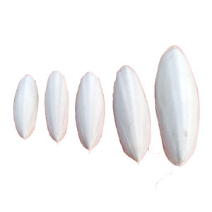 Stylish <b>Cuttlefish</b> Bone From Vietnam, Eco-Friendly <b>Cuttlefish</b> Bone For Pets, Fresh <b>Cuttlefish</b> Bone For Polishing In Bulk - Product Image 1