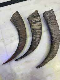 Cuerno de búfalo seleccionado a mano para manualidades de alta calidad, textura natural, adecuado para decoración del hogar, mango de bastón - Product Image 4