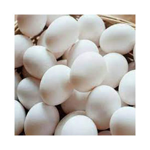 ไข่ไก่ขาวคุณภาพออร์แกนิกขายส่ง ผู้ผลิตสูง ใหม่ วัสดุที่ดีที่สุด ด้วยราคาถูก - Product Image 5