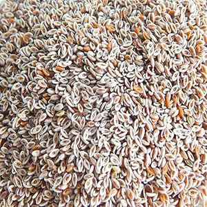 Organik Plantago Ovata özü geleneksel sindirim desteğ<span class=keywords><strong>i</strong></span> - Product Image 2