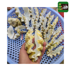 Conchas de Caracol de concha marina decorativas naturales para manualidades DIY, exhibición de Acuario, tema de concha marina costera, Material de decoración artesanal - Product Image 6