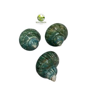Anneau de serviette de table écologique de luxe moderne en coquillage du Vietnam, taille L XL, diamètre de la bouche 2,5-3 cm, longueur 5-6,5 cm, respectueux de l'environnement - Product Image 2