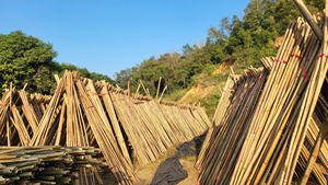 ต้นไผ่ tonkin ที่มีความแข็งแรงสูงสำหรับใช้ในเรือนเพาะชำต้นไม้ - Product Image 2