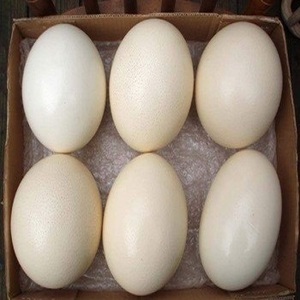 Huevos Frescos y Fértiles de Avestruz y Polluelos en Almacenamiento Cálido - Product Image 1