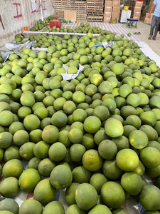 ต้นส้มโอรสหวาน - Product Image 4