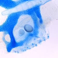 Polvo de microscopía ALCIAN BLUE 8GX de alta calidad fabricado y exportado por reactivos de laboratorio y expertos en productos químicos finos - Product Image 2