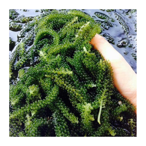 องุ่นทะเลแบบพรีเมี่ยมจากเวียดนาม-องุ่นทะเลที่สดใหม่และขาดน้ำส่งออกจำนวนมากพร้อมข้อเสนอที่ดีที่สุดจากทั่วโลก - Product Image 5