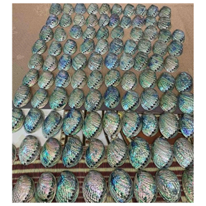 Concha de abulón de alta calidad Concha de abulón natural de Vietnam con color brillante y superficie pulida para exportación y comercio - Product Image 5