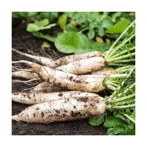 Cheap price Frozen Radish ideal for <b>pickles</b> soups and side dishes - Product Image 4