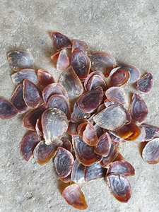 Conchas de Caracol de mariscos secos, conchas de Caracol opercuum/LAMBIS MUREX, venta directa y al por mayor - Product Image 4