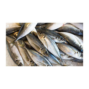 Camarones del Atlántico congelados de calidad de exportación, disponibles para suministro al por mayor y al por menor. - Product Image 1