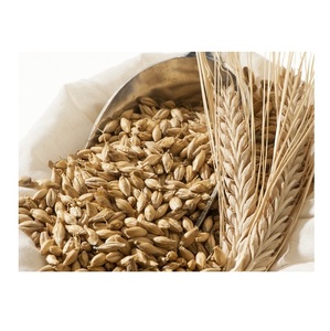 Meilleur prix d'usine pour les grains d'orge biologiques naturels pour la fabrication de malt et l'alimentation animale |   Aliments pour animaux de qualité alimentaire, origine Colorado, grande quantité disponible - Product Image 3