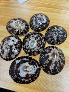 ¡Novedad de 2025! Conchas de limpias naturales de Vietnam, pulidas, artesanía ecológica para decoración del hogar y joyería - Mejor precio - Product Image 3