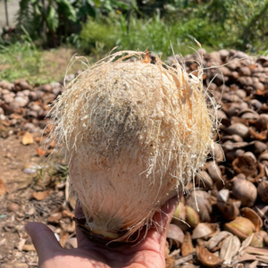 อัตราการแข่งขันสําหรับการส่งออกมะพร้าวจากโรงงานเวียดนาม - Product Image 6