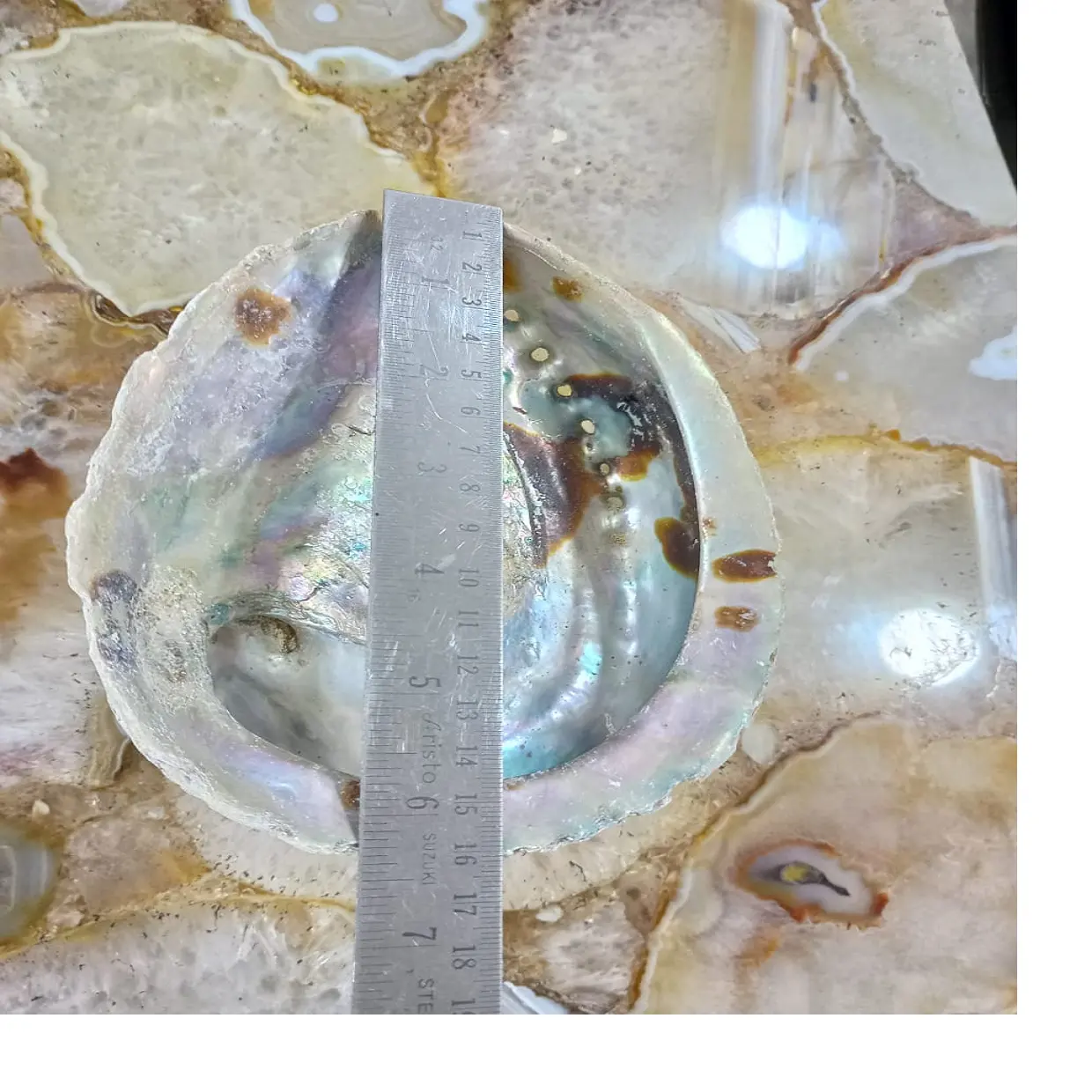 Very attractive natural polished mother of pearl abalone shells ideal for resale by native jewelry and costume designers